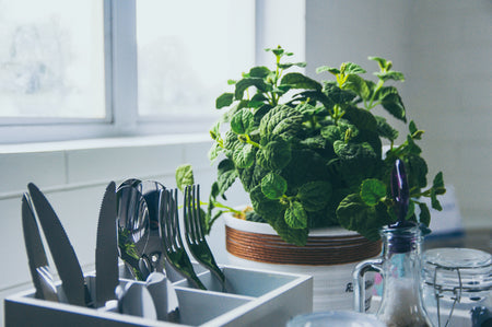 Cutlery and Utensils with a plant in a kitchen space