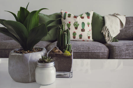 plant in an home decor background